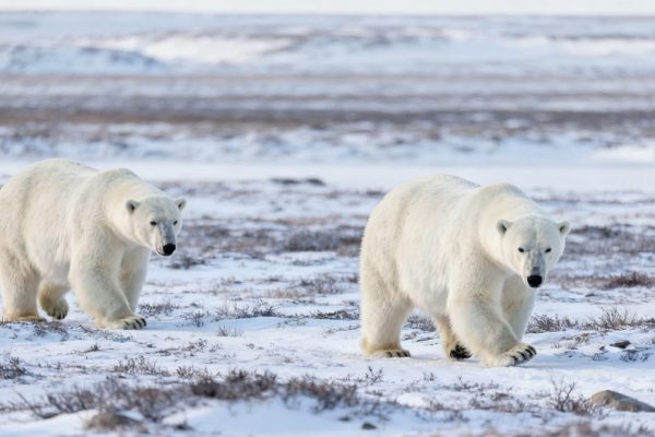 Canada Wilderness and Wildlife Experiences: A Guide to Nature & Outdoors and Adventure & Sports