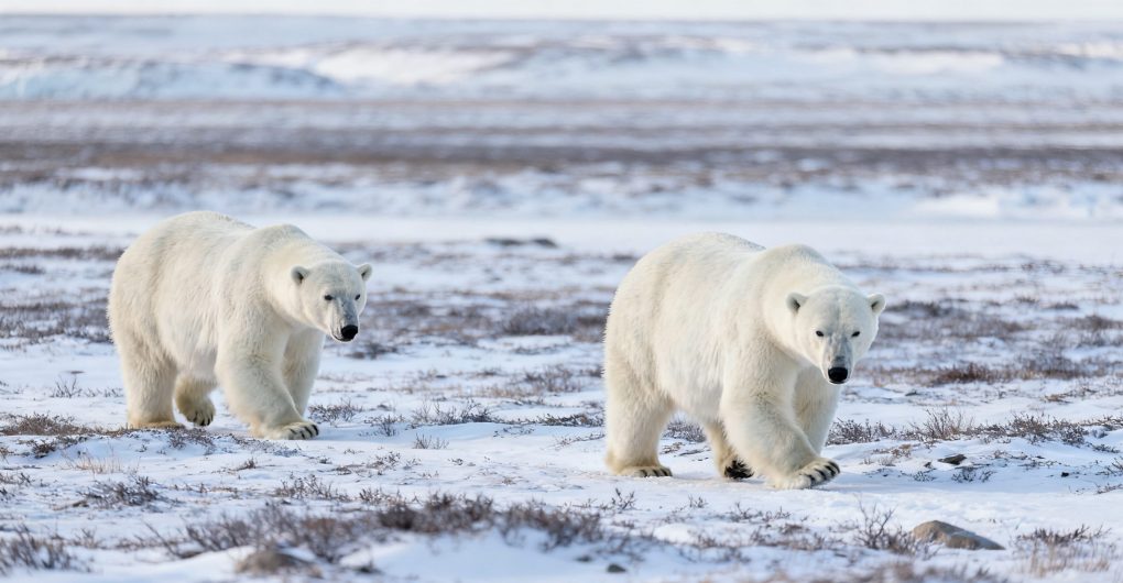Canada Wilderness and Wildlife Experiences: A Guide to Nature & Outdoors and Adventure & Sports Canada Wilderness and Wildlife Experiences: A Guide to Nature & Outdoors and Adventure & Sports