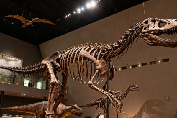 Royal Ontario Museum (ROM) Toronto: An In-Depth Guide to Culture & History Tourism