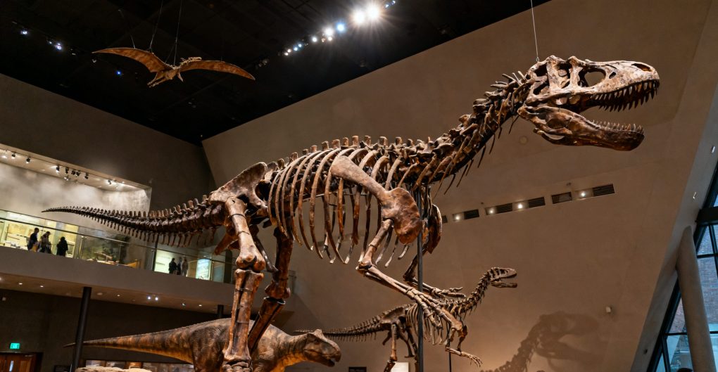 Royal Ontario Museum (ROM) Toronto: An In-Depth Guide to Culture & History Tourism
