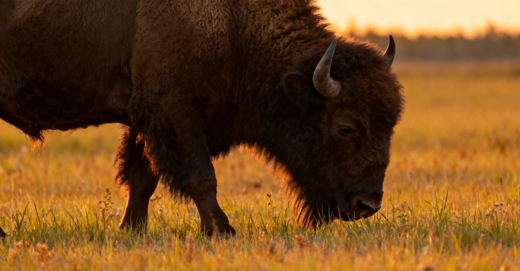 Edmonton, Alberta: A Comprehensive Guide to Top Tourist Attractions