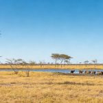 Guyana Travel Guide: Explore South America’s Last Untamed Wild Frontier