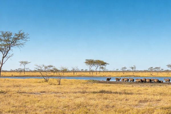 Guyana Travel Guide: Explore South America’s Last Untamed Wild Frontier